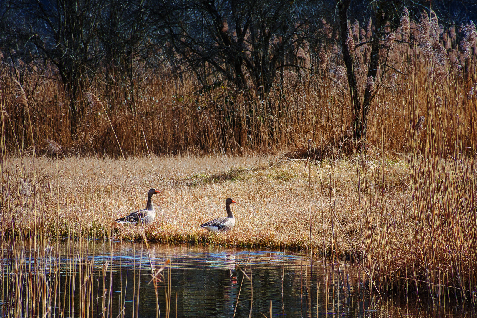 Wildgänse im Ried