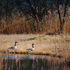 Wildgänse im Ried