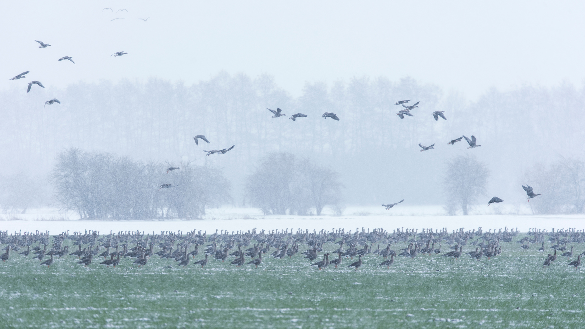 Wildgänse im Schneegestöber