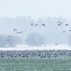 Wildgänse im Schneegestöber