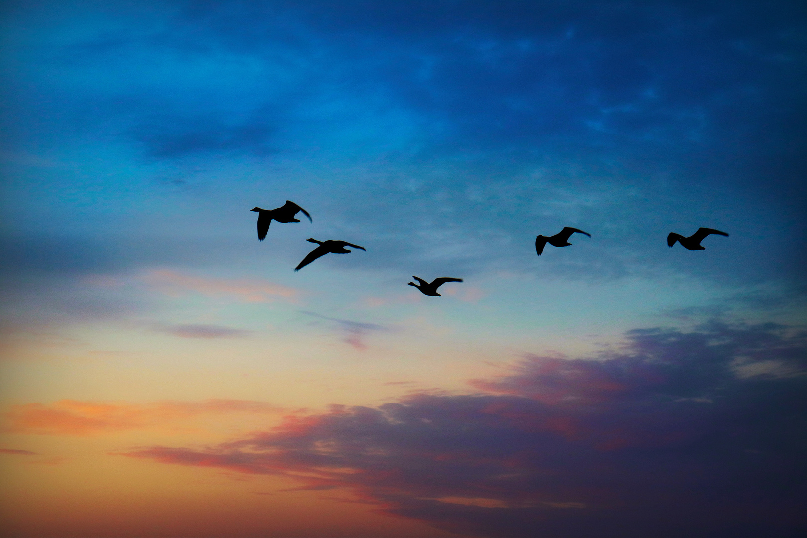 Wildgänse im Sonnenuntergang