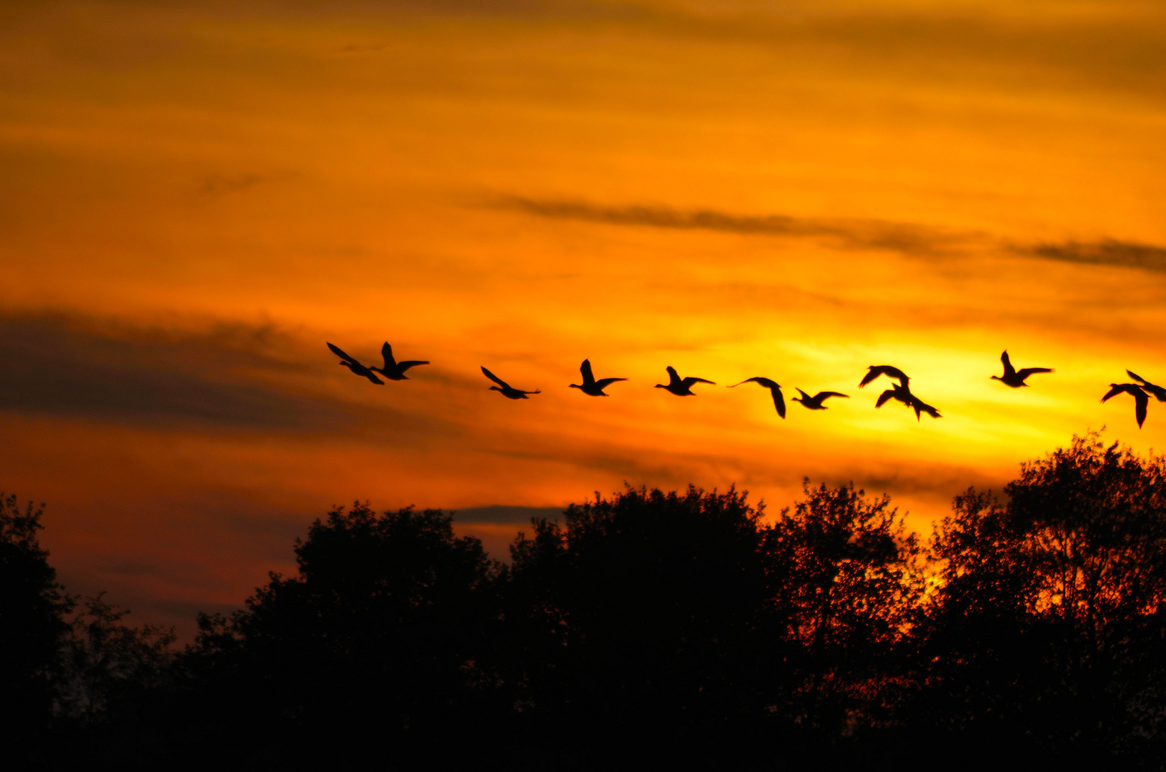 Wildgänse im Sonnenuntergang 2..