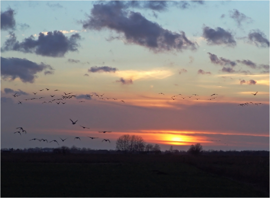 Wildgänse im Sonnenuntergang