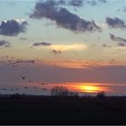 Wildgänse im Sonnenuntergang