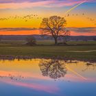 Wildgänse im Sonnenuntergangslicht