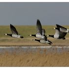 Wildgänse im Vogelschutzgebiet Leyhörn ...