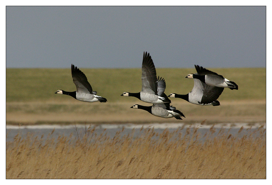 Wildgänse im Vogelschutzgebiet Leyhörn ...