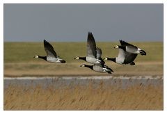 Wildgänse im Vogelschutzgebiet Leyhörn ...