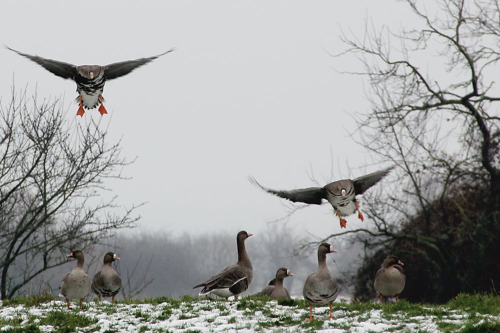 Wildgänse in den Rheinauen bei Xanten