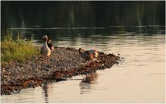 Wildgänse in der Abendsonne