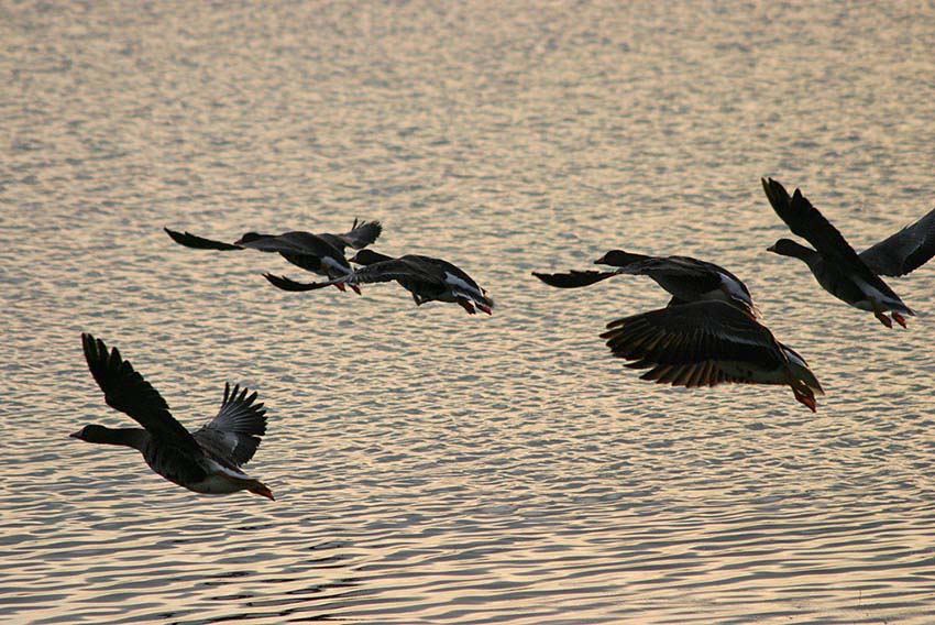 Wildgänse in der Abendsonne