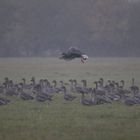 WILDGÄNSE in der LEWITZ/ 1