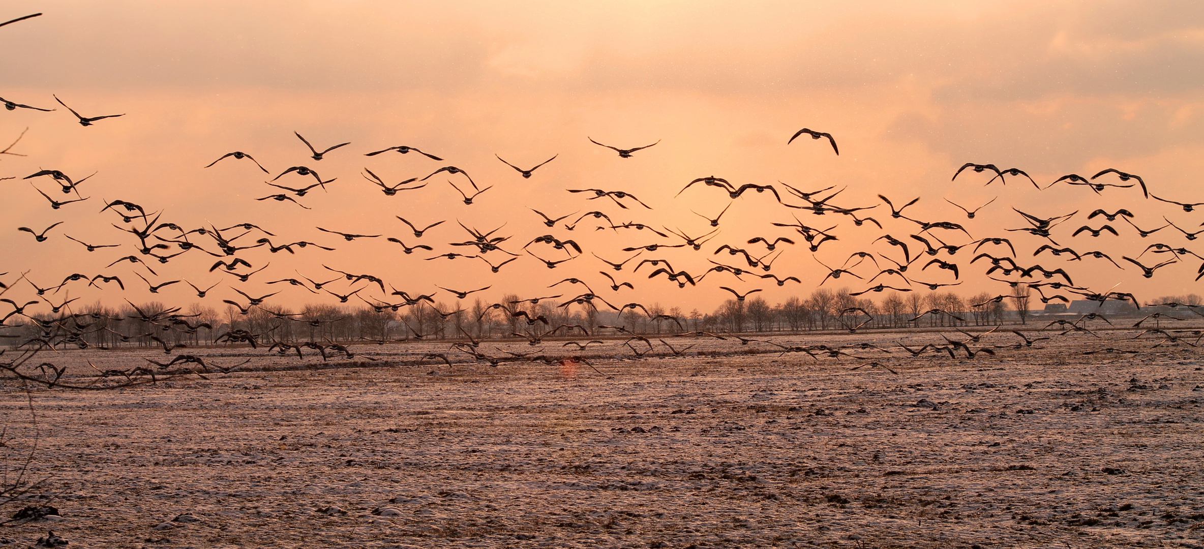 Wildgänse in der ostfriesischen Abendsonne