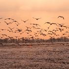 Wildgänse in der ostfriesischen Abendsonne