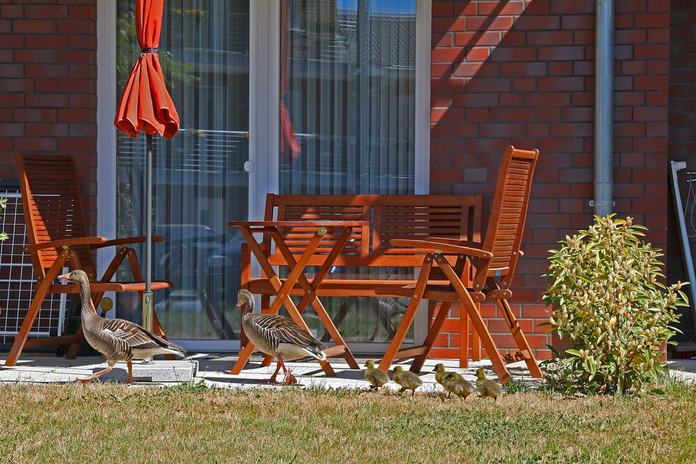 Wildgänse in Nachbars Garten