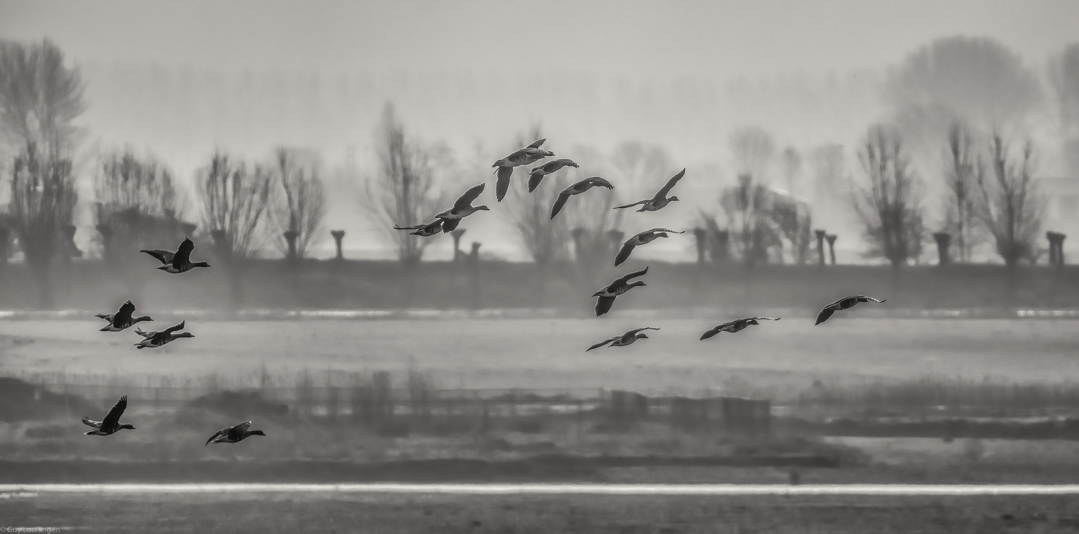 Wildgänse in Zeeland