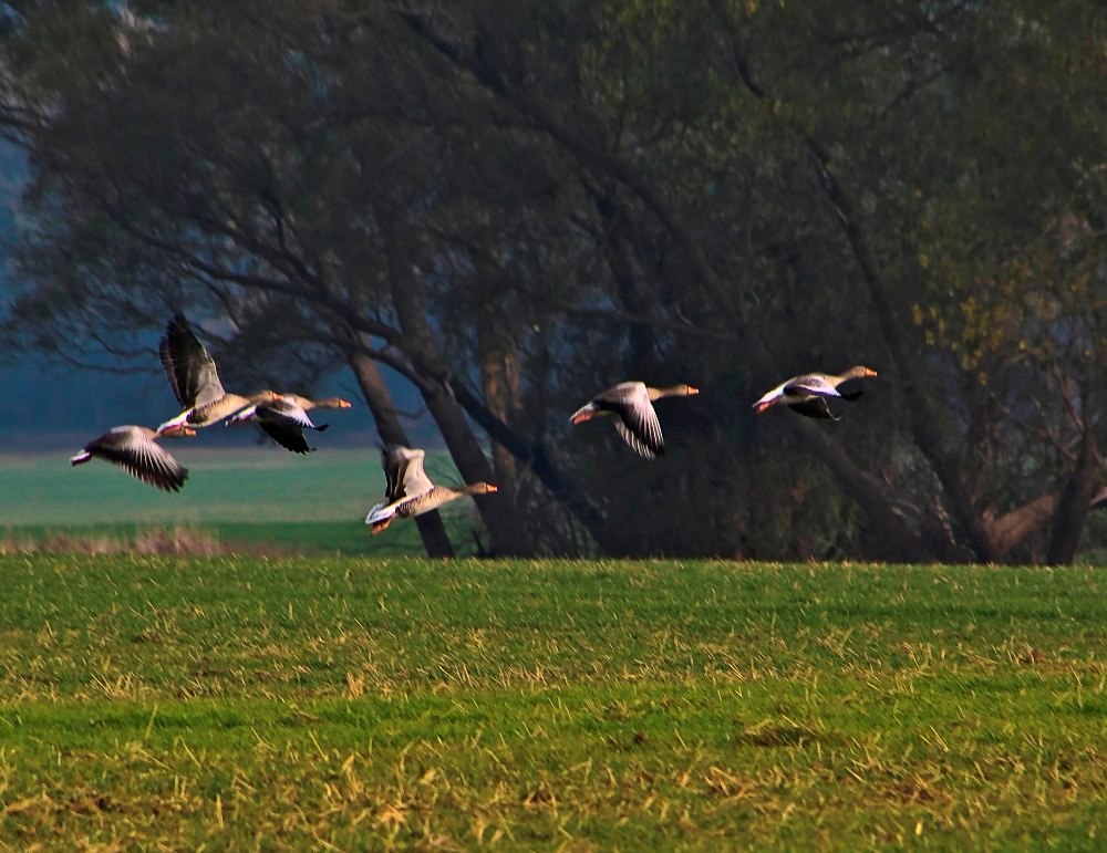 Wildgänse Insel Poel