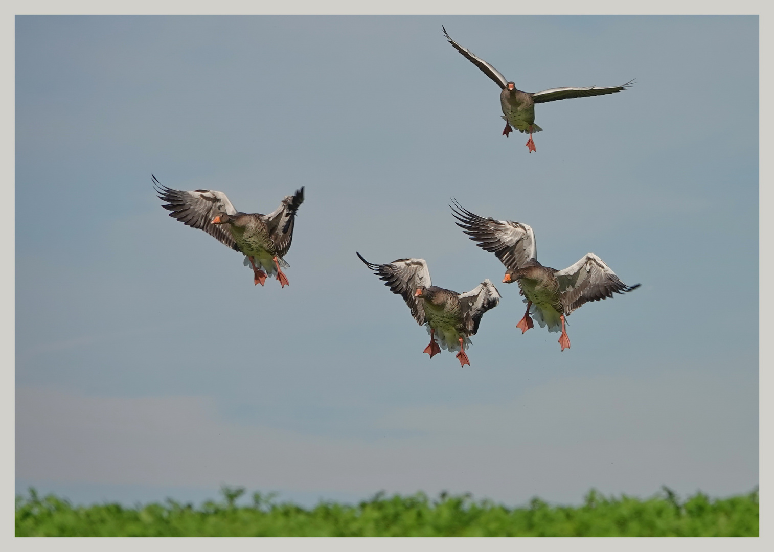 Wildgänse Landeanflug