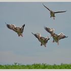 Wildgänse Landeanflug