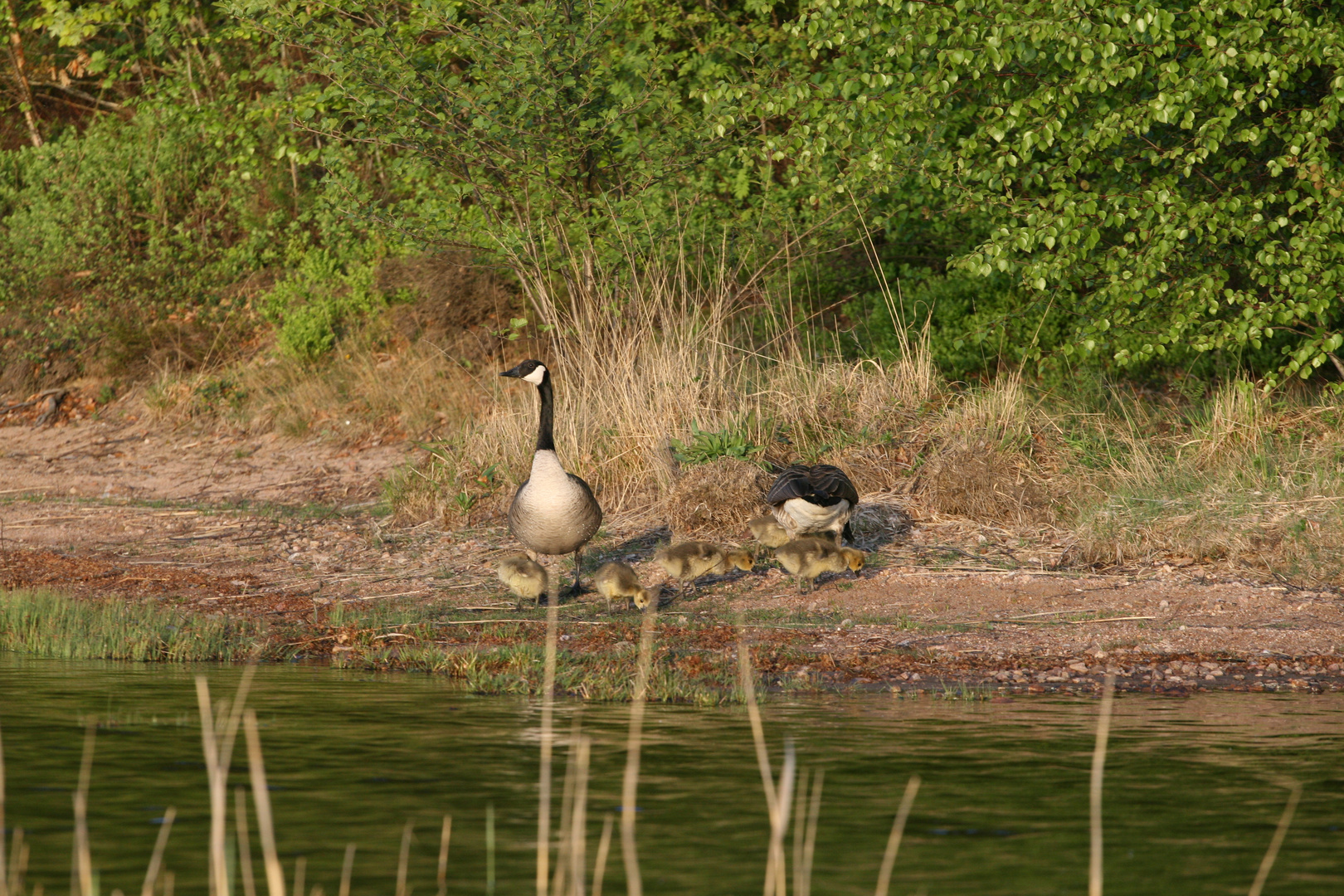 Wildgänse mit ihren Wildküken ;-)