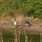 Wildgänse mit ihren Wildküken ;-)