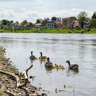 Wildgänse mit Nachwuchs