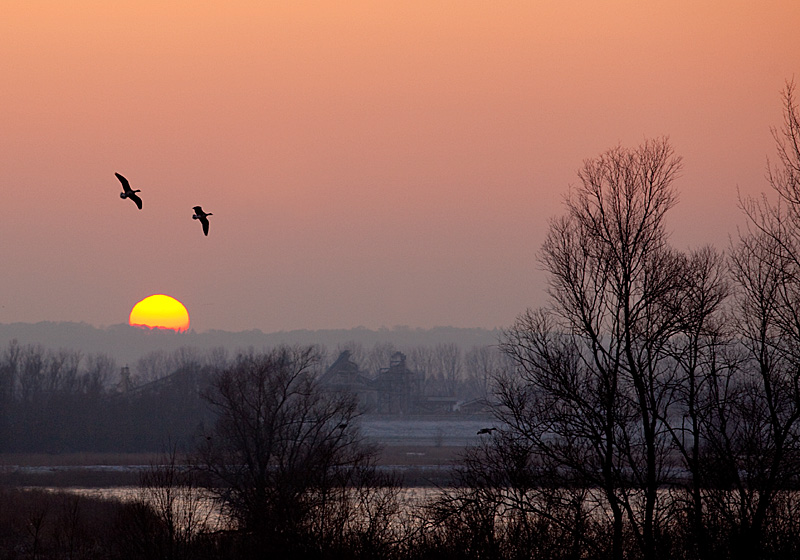 Wildgänse - Naturschutzgebiet De Gelderse Poort - Ooijpolder - Kekerdom