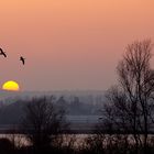 Wildgänse - Naturschutzgebiet De Gelderse Poort - Ooijpolder - Kekerdom