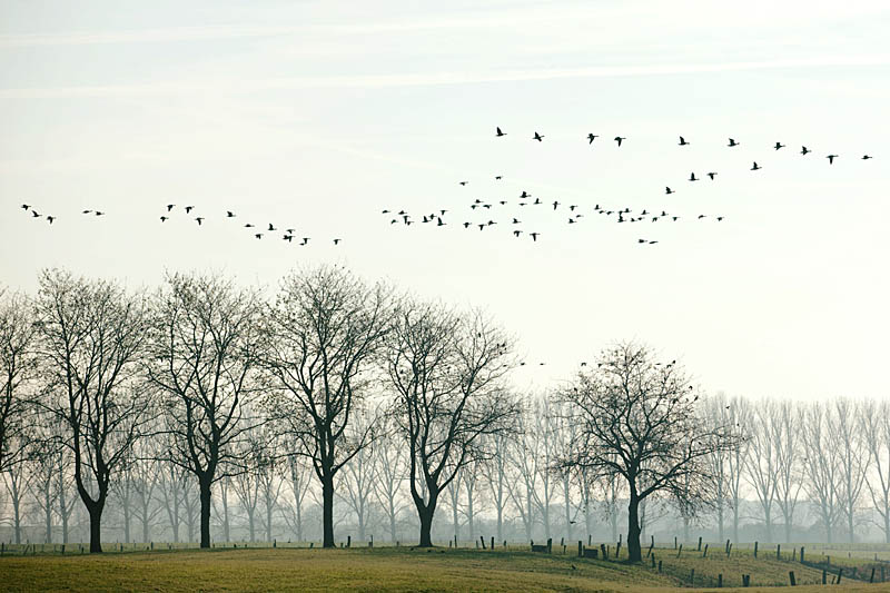 Wildgänse - Naturschutzgebiet Xantener Altrhein - Bislicher Insel