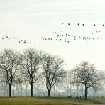 Wildgänse - Naturschutzgebiet Xantener Altrhein - Bislicher Insel