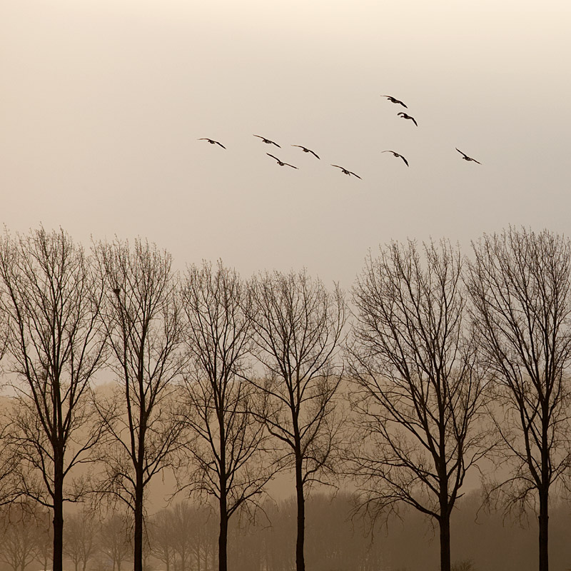 Wildgänse Niederrhein - Magische Momente