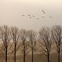 Wildgänse Niederrhein - Magische Momente by Niederrhein Foto 