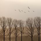 Wildgänse Niederrhein - Magische Momente