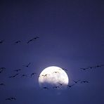 Wildgänse Niederrhein - Mondaufgang - Magische Momente