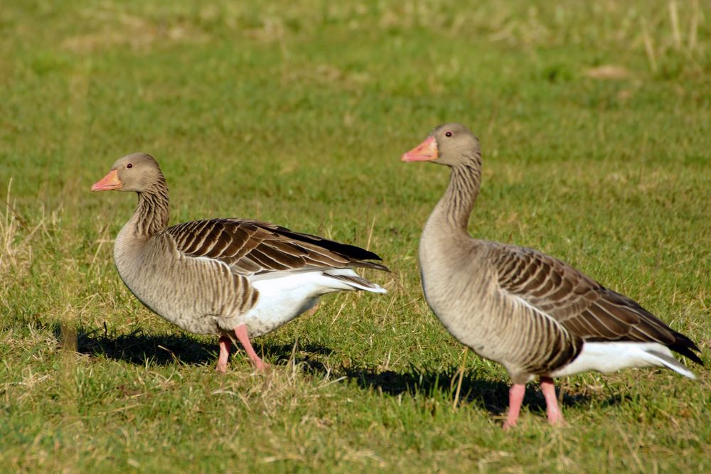 Wildgänse Paar. Foto & Bild tiere, wildlife, wild lebende vögel