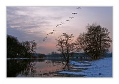 wildgänse rauschen durch die nacht