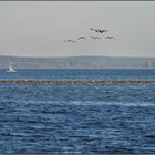 Wildgänse sammeln sich vor Röbel