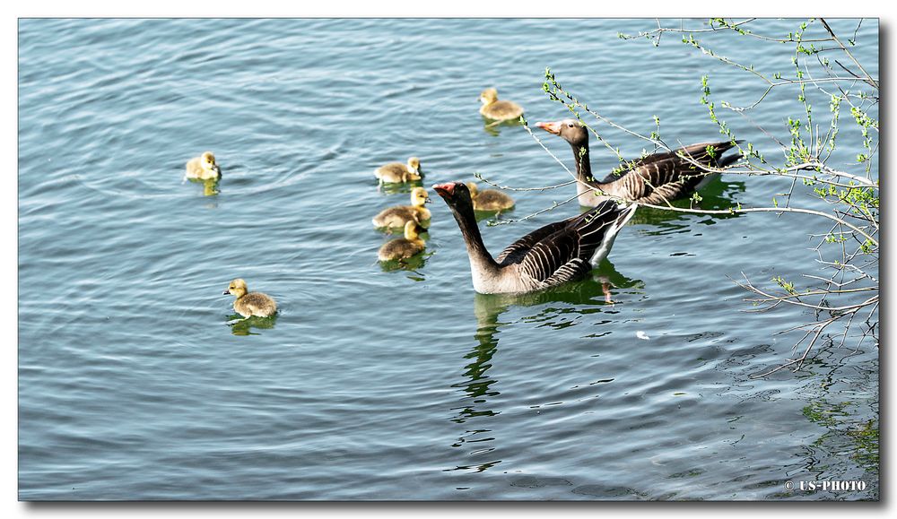 Wildgänse Schwimmuntericht #2