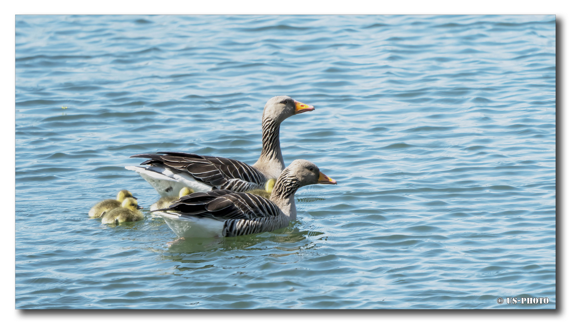 Wildgänse Schwimmuntericht 