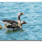 Wildgänse Schwimmuntericht 