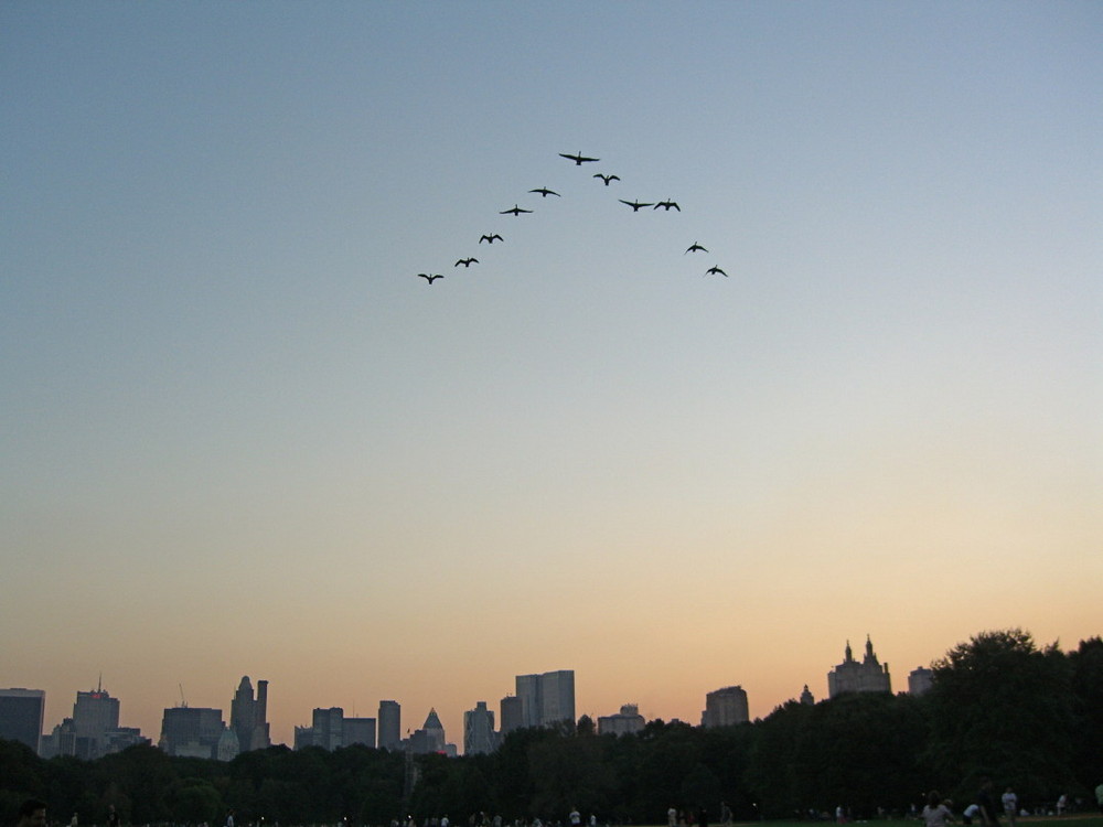 Wildgänse über dem Central Park