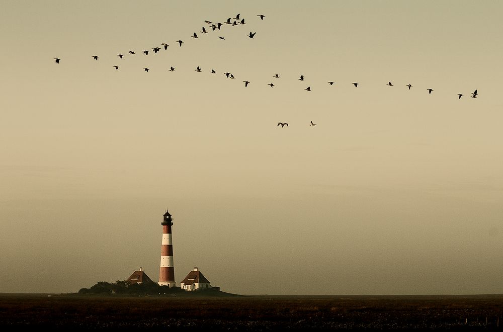 Wildgänse über dem Leuchtturm