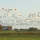 Wildgänse über dem Niederrhein (Doku)