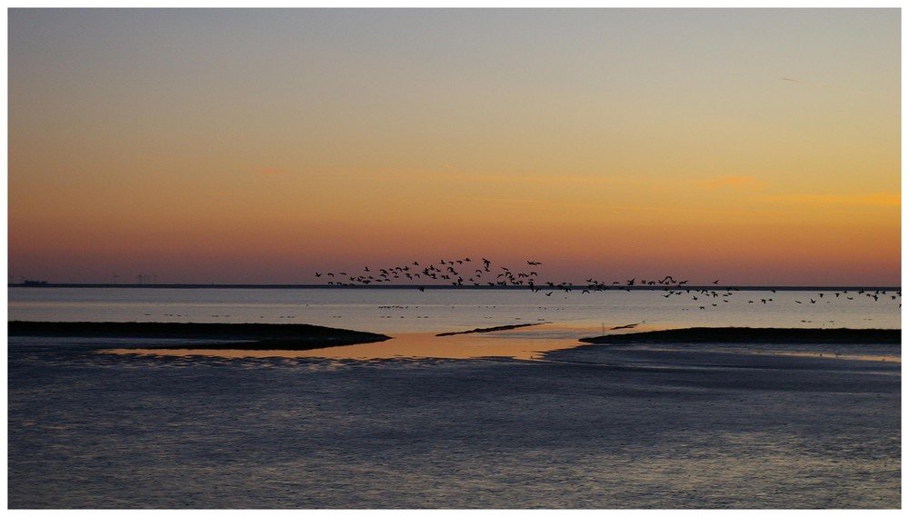 Wildgänse über dem Wattenmeer