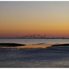 Wildgänse über dem Wattenmeer