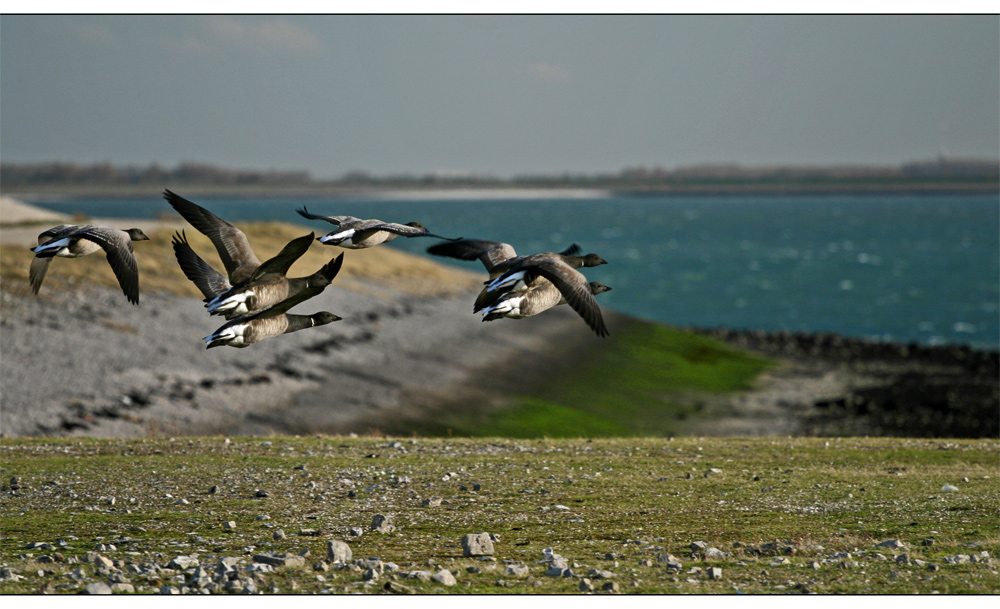 Wildgänse über die Nordsee