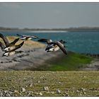 Wildgänse über die Nordsee