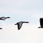 Wildgänse überfliegen den Altmühlsee