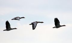 Wildgänse überfliegen den Altmühlsee