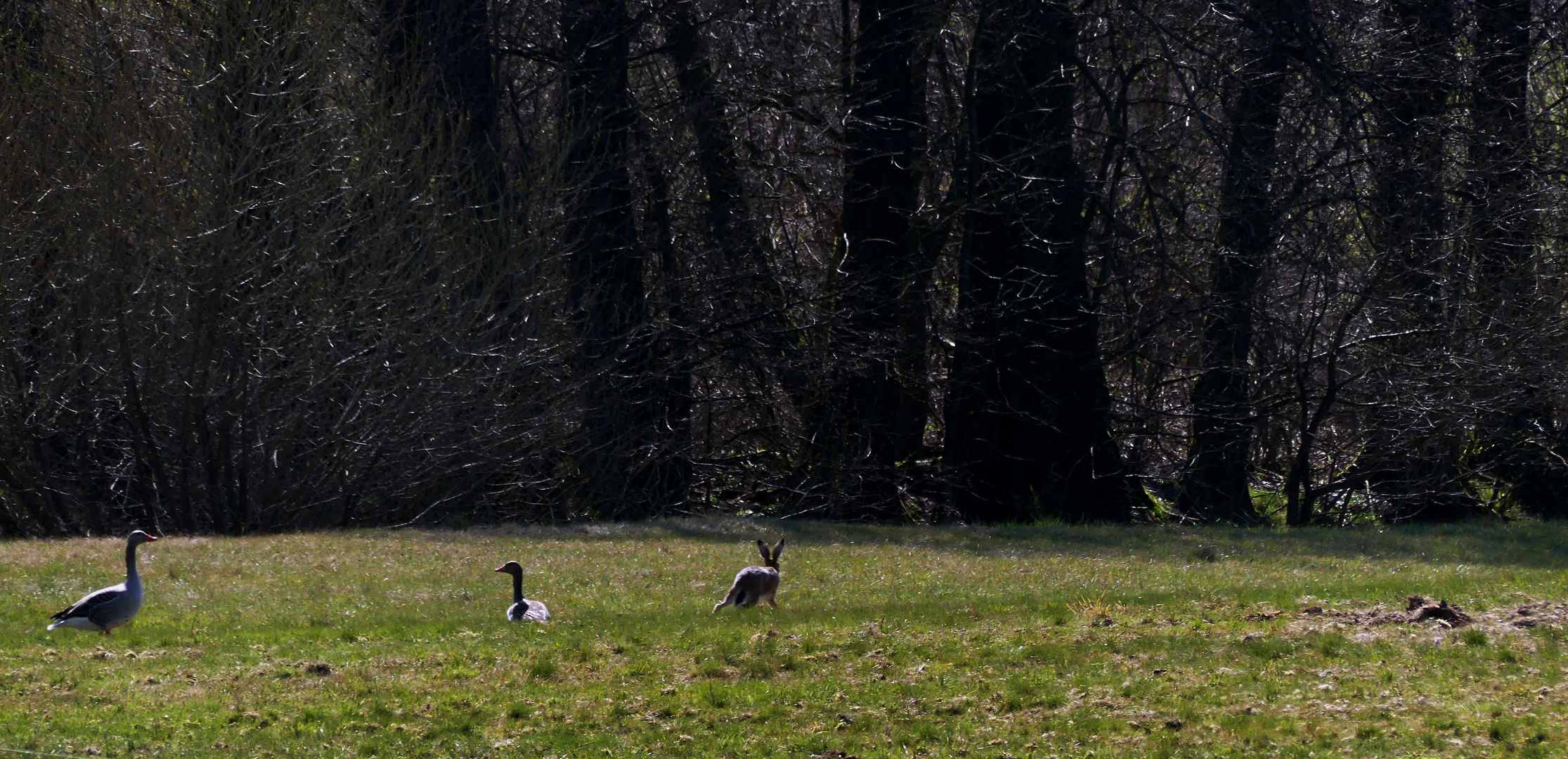 Wildgänse und der Feldhase